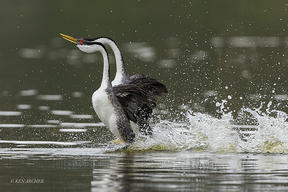 SDWG00412 - Western Grebe