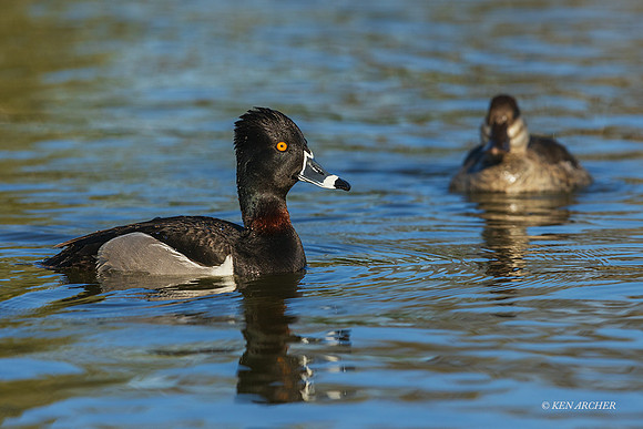 SDRD00022 - Ring-necked Duck