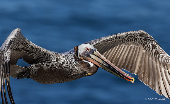 SDBP00166 - Brown Pelican