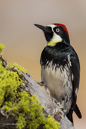 SDAW00022 - Acorn Woodpecker