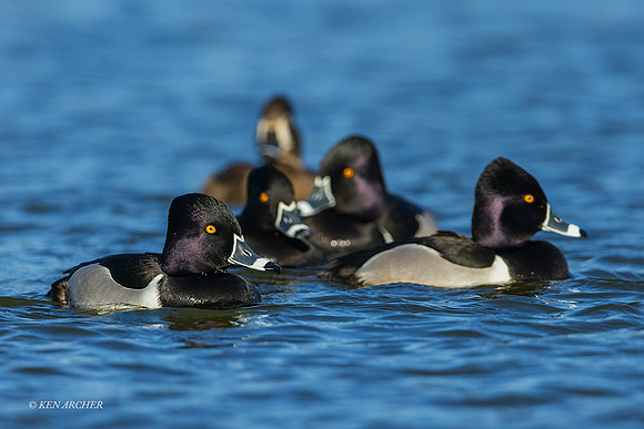 SDRD00010 - Ring-necked Duck