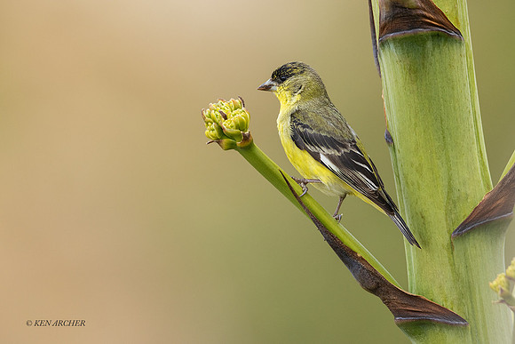 SDLR00436 - Lesser Goldfinch