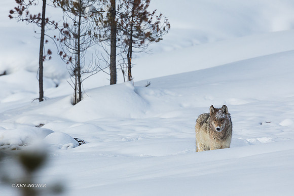 GW01557 - Gray Wolf