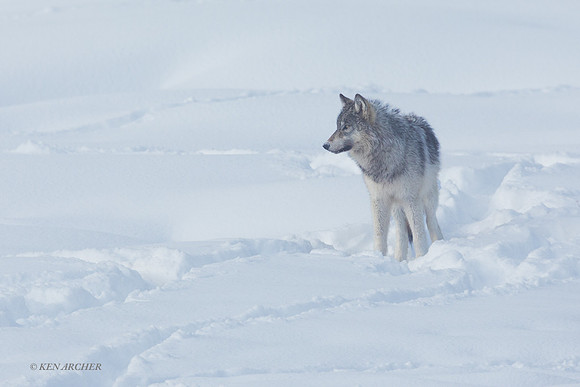 GW01514 - Gray Wolf