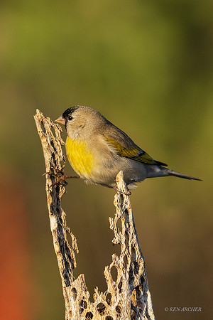SDLG00343 - Lawrence's Goldfinch