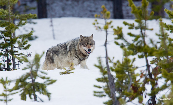 Gray Wolf