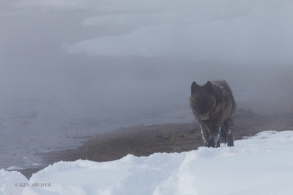 GW01221 - Gray Wolf