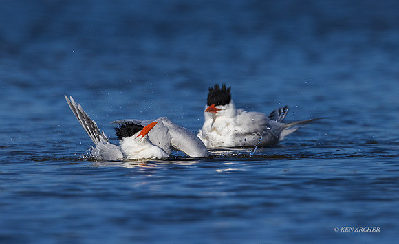 SDCT00029 - Royal Tern