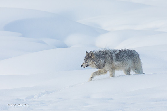 GW01690 - Gray Wolf