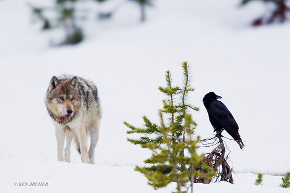 GW00187 Gray Wolf