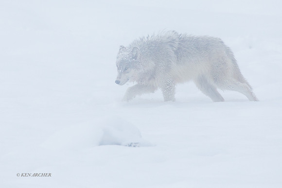 GW01067 - Gray Wolf