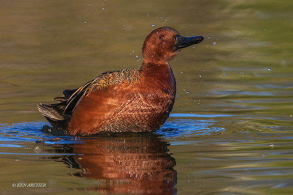 SDCT00084 - Cinnamon Teal