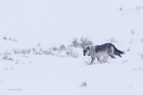 GW00592 Gray Wolf