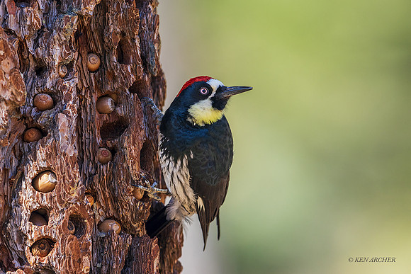 SDAW00155 - Acorn Woodpecker