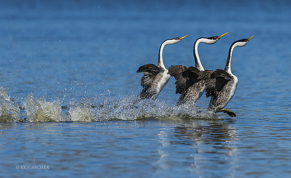 SDWG00032 - Western Grebe