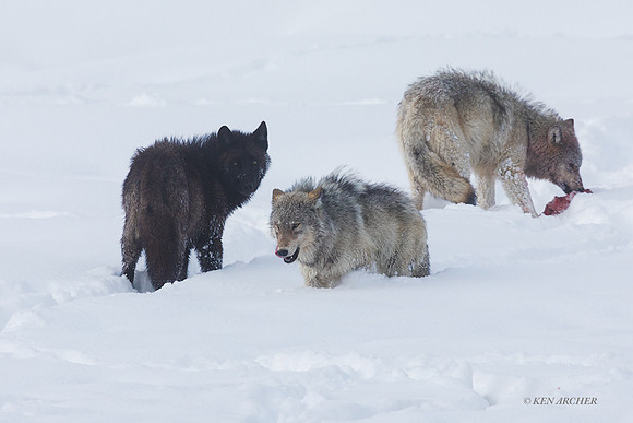 GW01178 - Gray Wolf