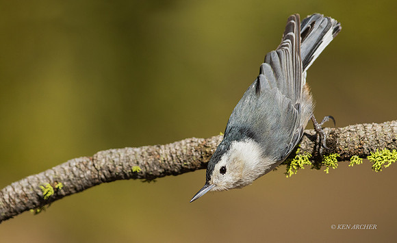 SDWN00010 - White-breasted Nuthatch