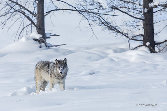 GW01674 - Gray Wolf