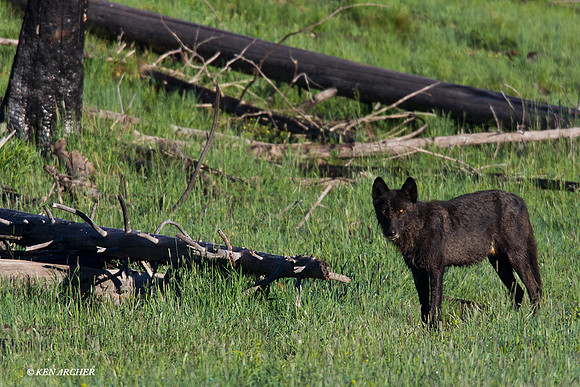 GW00408 Gray Wolf