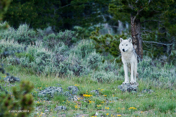 GW00065 Gray Wolf
