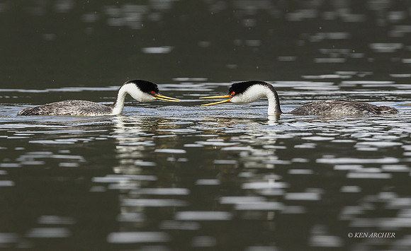 SDWG00443 - Western Grebe