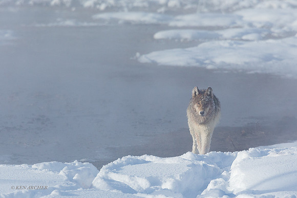 GW01019 - Gray Wolf