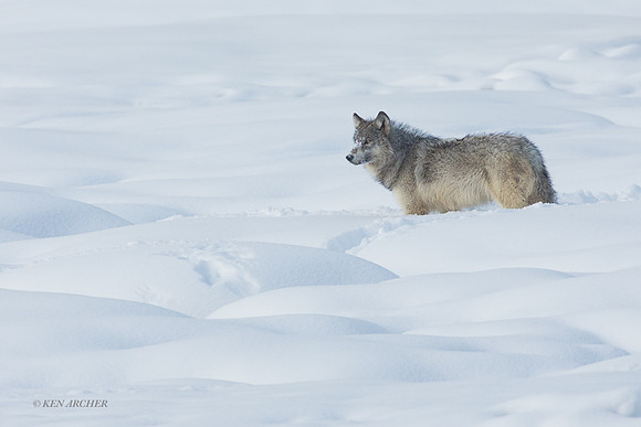 GW01679 - Gray Wolf
