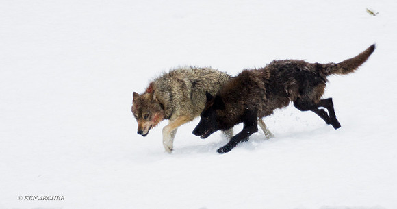 Gray Wolves Playing - GW00262