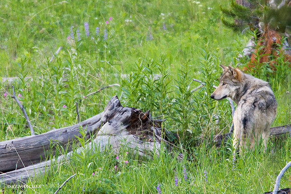 GW00055 Gray Wolf