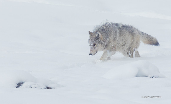 GW01130 - Gray Wolf