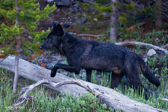 GW00338 Gray Wolf