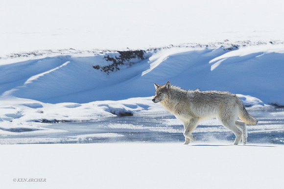 GW00970 - Gray Wolf