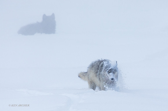 GW01058 - Gray Wolf