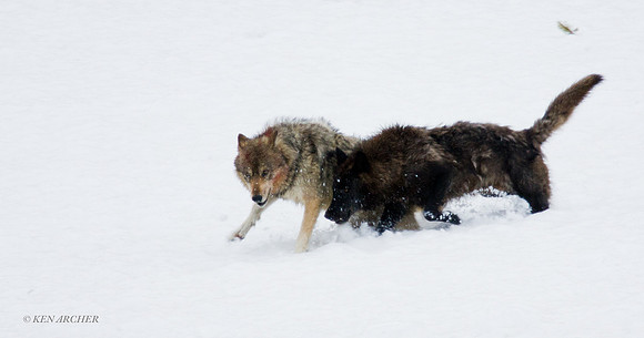 GW00261 Gray Wolf