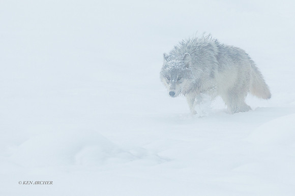GW01073 _ Gray Wolf