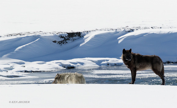 GW00982 - Gray Wolf