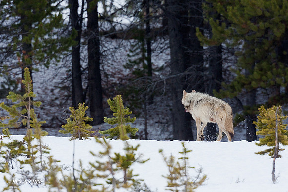 GW00093 Gray Wolf