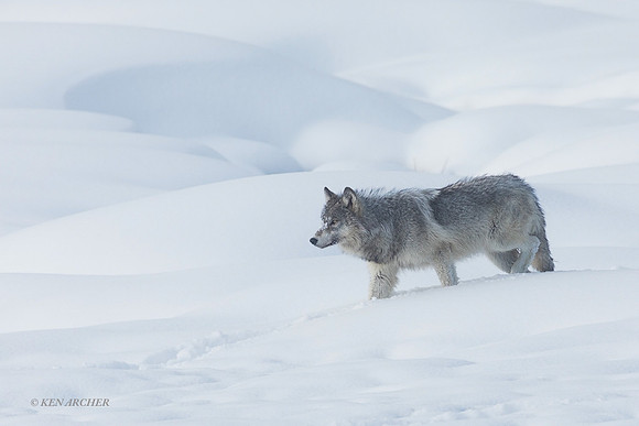 GW01691 - Gray Wolf