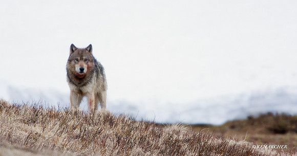 GW00234 Gray Wolf