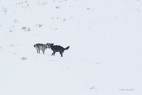 GW00625 Gray Wolf