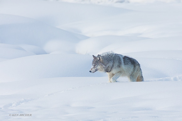 GW01688a Gray Wolf