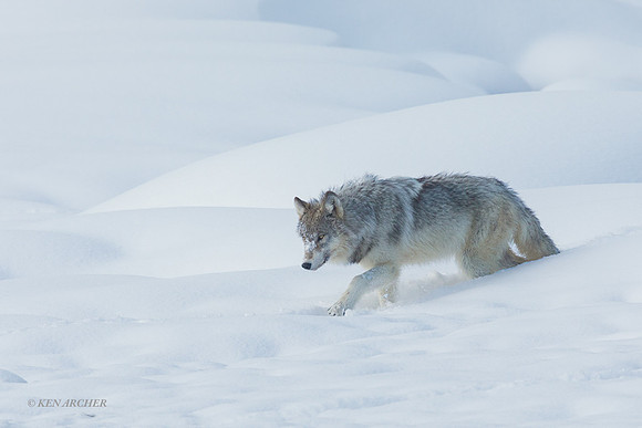 GW01692 - Gray Wolf