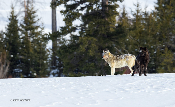 GRWF01957 - Gray Wolf