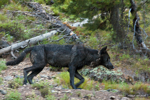 GW00351 Gray Wolf