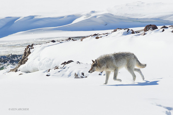 GW00961 - Gray Wolf