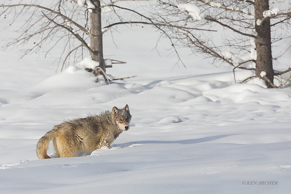 GW01022 _ Gray Wolf