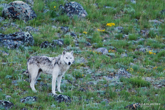 Gray Wolf - GW00060