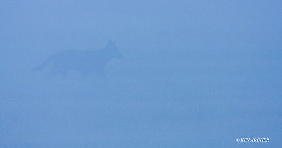 GW00298 Gray Wolf