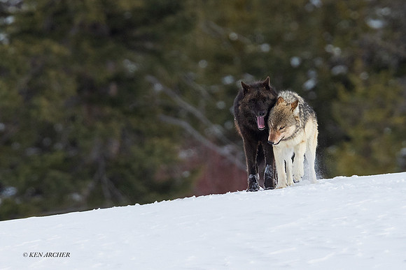 GRWF02287 - Gray Wolf