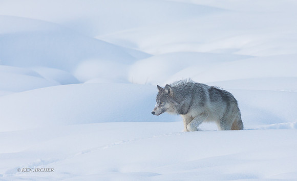 GW01688 - Gray Wolf